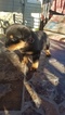 Small Photo #15 Rottweiler Puppy For Sale in RANCHO CORDOVA, CA, USA