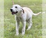 Small #3 Great Pyrenees Mix