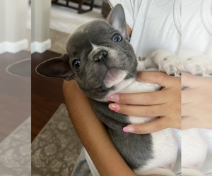 French Bulldog Puppy for sale in MODESTO, CA, USA