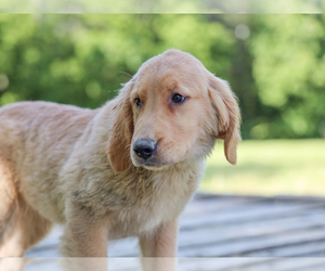 Golden Retriever Puppy for sale in LIBERTY, KY, USA