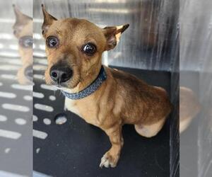 Chihuahua-Unknown Mix Dogs for adoption in San Antonio, TX, USA