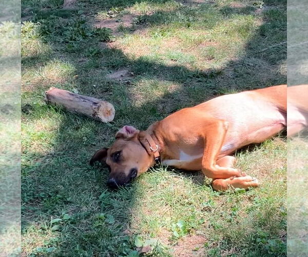 Medium Photo #4 Mutt Puppy For Sale in Germantown, OH, USA