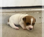 Small Photo #3 Jack Russell Terrier Puppy For Sale in FORT PIERCE, FL, USA