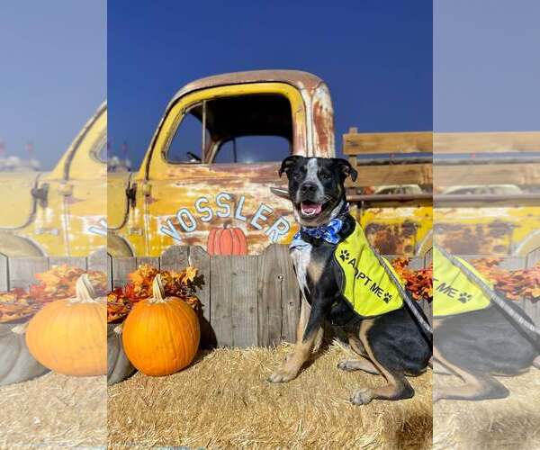 Medium Photo #6 American Pit Bull Terrier-Texas Heeler Mix Puppy For Sale in Visalia, CA, USA