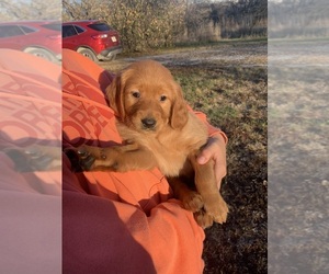 Golden Retriever Puppy for sale in ROCA, NE, USA