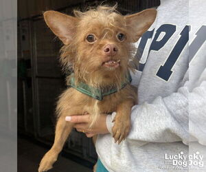 Chihuahua-Unknown Mix Dogs for adoption in Washington, DC, USA