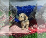 Small #12 YorkiePoo