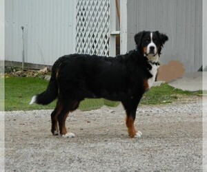 Mother of the Bernese Mountain Dog puppies born on 06/12/2025