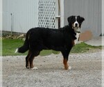 Small Photo #1 Bernese Mountain Dog Puppy For Sale in CLARE, MI, USA