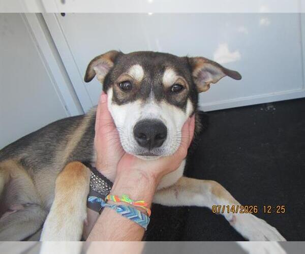 Medium Photo #1 German Shepherd Dog-Unknown Mix Puppy For Sale in Santa Rosa, CA, USA