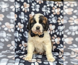 Saint Bernard Puppy for sale in DELTA, PA, USA