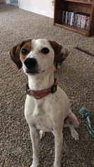 Beagle-Unknown Mix Dogs for adoption in SHAWNEE, OK, USA