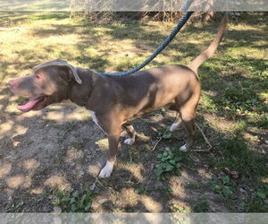 Mark - Male American Pit Bull Terrier-Staffordshire Bull Terrier Mix Dog for Adoption - Photo #3