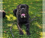 Small #1 Mastiff