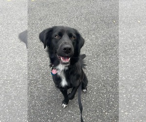 Bart (Foster or Adopter needed!) - Male Mutt Dog for Adoption - Photo #2