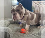 Small Photo #13 American Pit Bull Terrier Puppy For Sale in Oak Bluffs, MA, USA