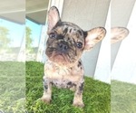 Small Photo #17 French Bulldog Puppy For Sale in SANTA BARBARA, CA, USA