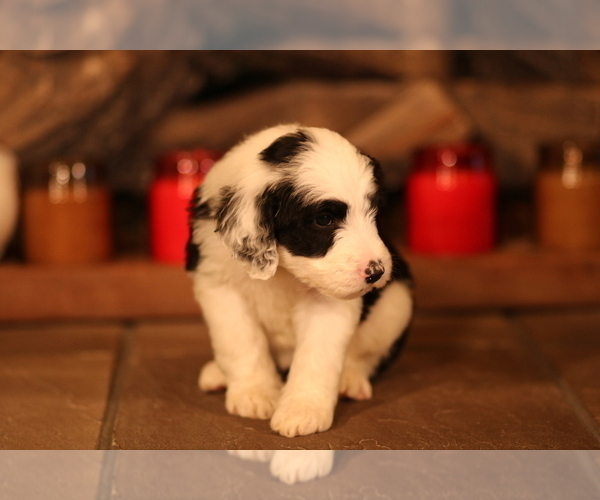 Medium Photo #1 Sheepadoodle Puppy For Sale in STANLEY, VA, USA