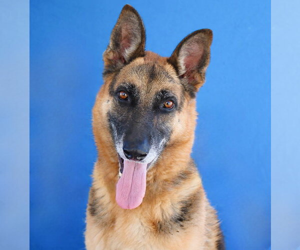 Medium Photo #1 German Shepherd Dog Puppy For Sale in Pasadena, CA, USA