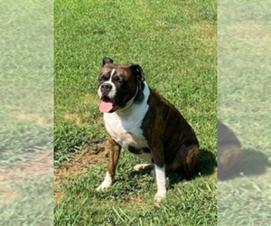 Father of the Boxer puppies born on 07/29/2025