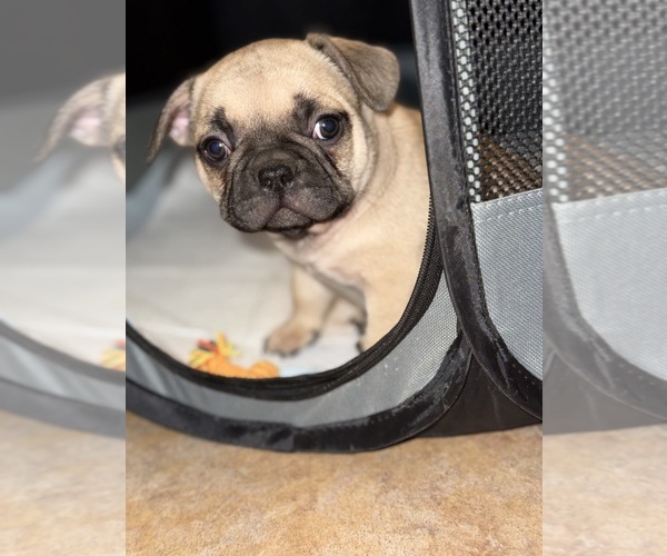 Medium Photo #1 French Bulldog Puppy For Sale in PHOENIX, AZ, USA