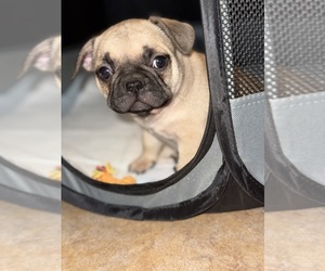 French Bulldog Puppy for sale in PHOENIX, AZ, USA