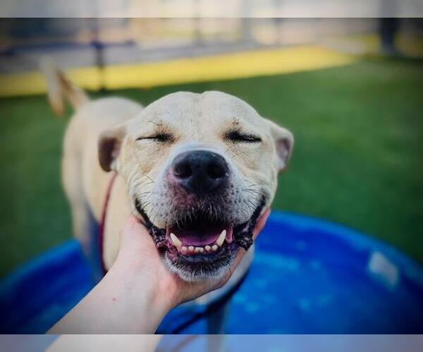 Medium Photo #5 Black Mouth Cur-Boxer Mix Puppy For Sale in Orlando, FL, USA