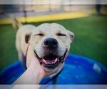 Small #4 Black Mouth Cur-Boxer Mix