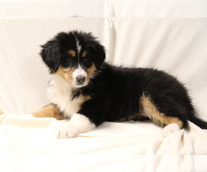 Bearded Collie-Bernese Mountain Dog Mix Puppy for sale in SHILOH, OH, USA