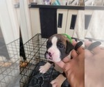 Puppy Jazzy Green Boxer