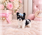 cute puppy - Female Biewer Terrier Puppy for Sale - Photo #3