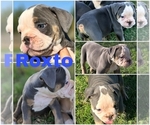 Puppy Roxto Cavapoo