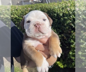 Bulldog Puppy for sale in RANCHO CALIFORNIA, CA, USA