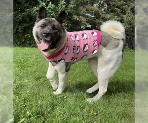 Akita-Unknown Mix Dogs for adoption in Princeton, MN, USA