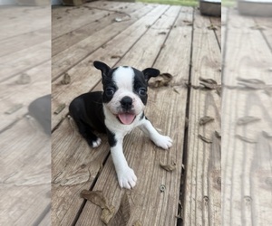 Boston Terrier Puppy for sale in FREDONIA, KS, USA