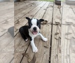 Image preview for Ad Listing. Nickname: Cookie