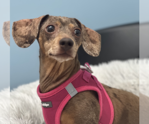 Dachshund Dogs for adoption in Weston, FL, USA
