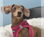 Small Dachshund