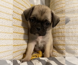 Pug Puppy for sale in FREDBG, VA, USA