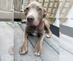 Small #11 Mutt