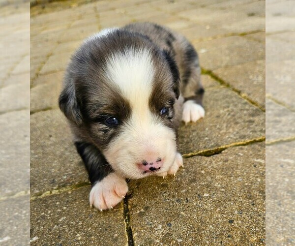Medium Photo #2 Australian Shepherd Puppy For Sale in NELSON, VA, USA