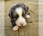 Small #1 Australian Shepherd