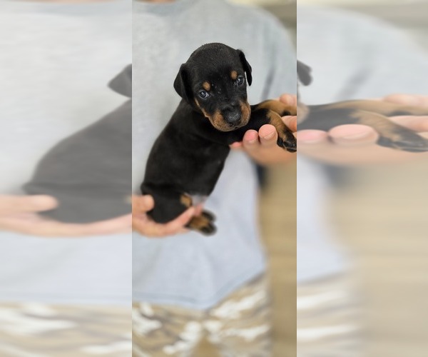 Medium Photo #41 Doberman Pinscher Puppy For Sale in WHEELING, IL, USA