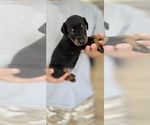 Small Photo #41 Doberman Pinscher Puppy For Sale in WHEELING, IL, USA
