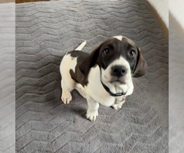 Medium Photo #3 Colonial Cocker Spaniel-Retriever  Mix Puppy For Sale in Fargo, ND, USA