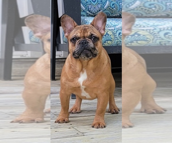 Medium Photo #2 French Bulldog Puppy For Sale in FAYETTEVILLE, GA, USA