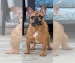 Small Photo #2 French Bulldog Puppy For Sale in FAYETTEVILLE, GA, USA