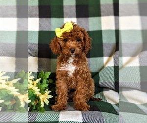 Cavapoo Puppy for sale in KIRKWOOD, PA, USA
