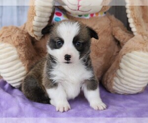 Pembroke Welsh Corgi Puppy for sale in FREDERICKSBG, OH, USA