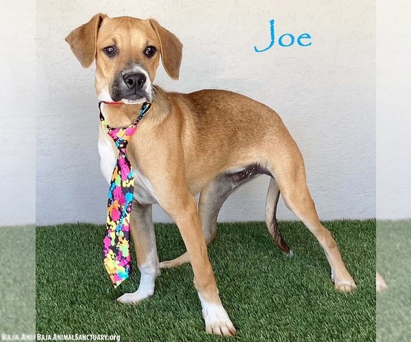 Medium Photo #1 Boxer-Plott Hound Mix Puppy For Sale in San Diego, CA, USA